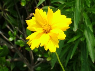 オオキンケイギク