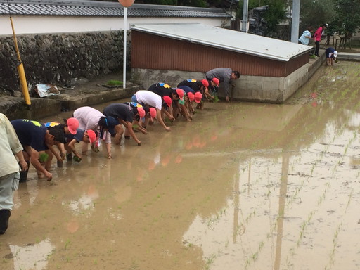 古園小田植え2 古園小田植え2