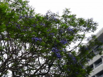 ジャカランダ
