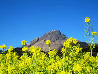 平成新山とアブラナの花
