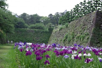 菖蒲（島原城）
